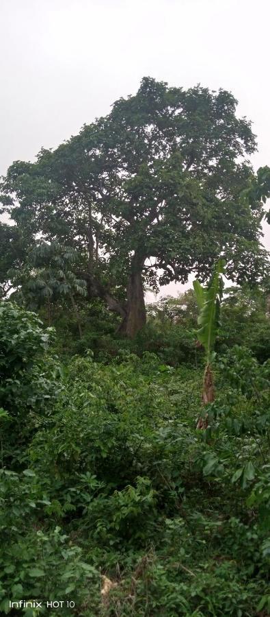 Wli Waterfalls Inn Wli Afegame Ngoại thất bức ảnh